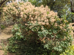 Cotinus coggygria