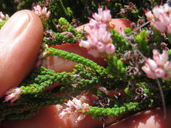 Erica petraea