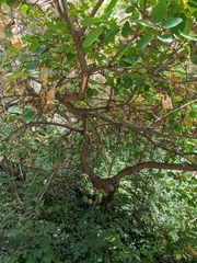 Cotinus coggygria