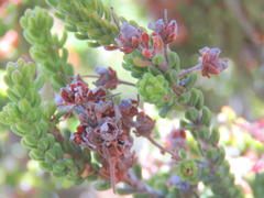 Erica petraea