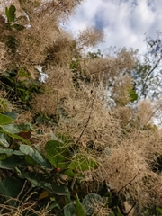 Cotinus coggygria
