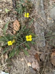 Diplotaxis tenuifolia