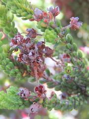Erica petraea