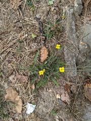 Diplotaxis tenuifolia