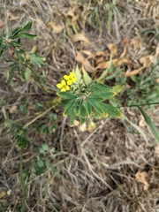 Diplotaxis tenuifolia