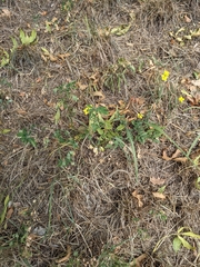 Diplotaxis tenuifolia
