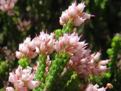 Erica petraea