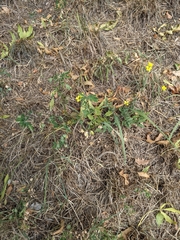 Diplotaxis tenuifolia