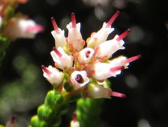 Erica petraea
