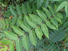 Ailanthus altissima