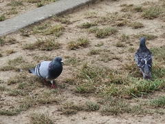 Columba livia domestica