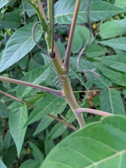 Ailanthus altissima