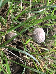 Parasola plicatilis