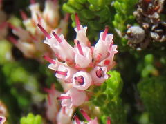 Erica petraea