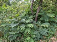 Ailanthus altissima