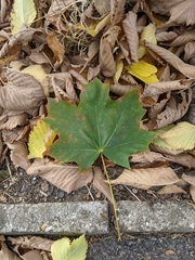 Acer platanoides