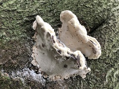 Pseudoinonotus dryadeus