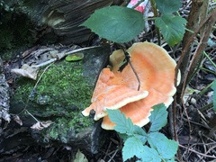 Laetiporus sulphureus