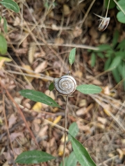 Xerolenta obvia