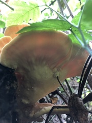 Laetiporus sulphureus