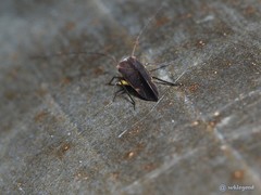 Caeciliusidae