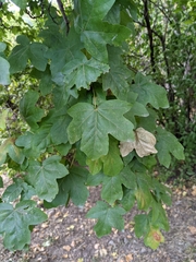 Acer campestre