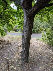Acer campestre