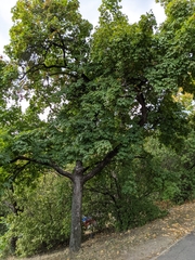 Acer campestre