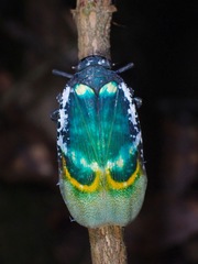 Chalia pulchra