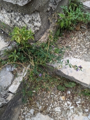 Medicago sativa