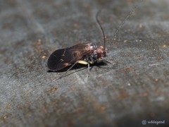 Caeciliusidae