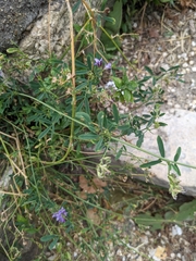 Medicago sativa