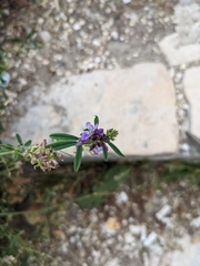 Medicago sativa