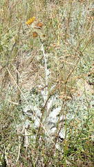 Berkheya francisci