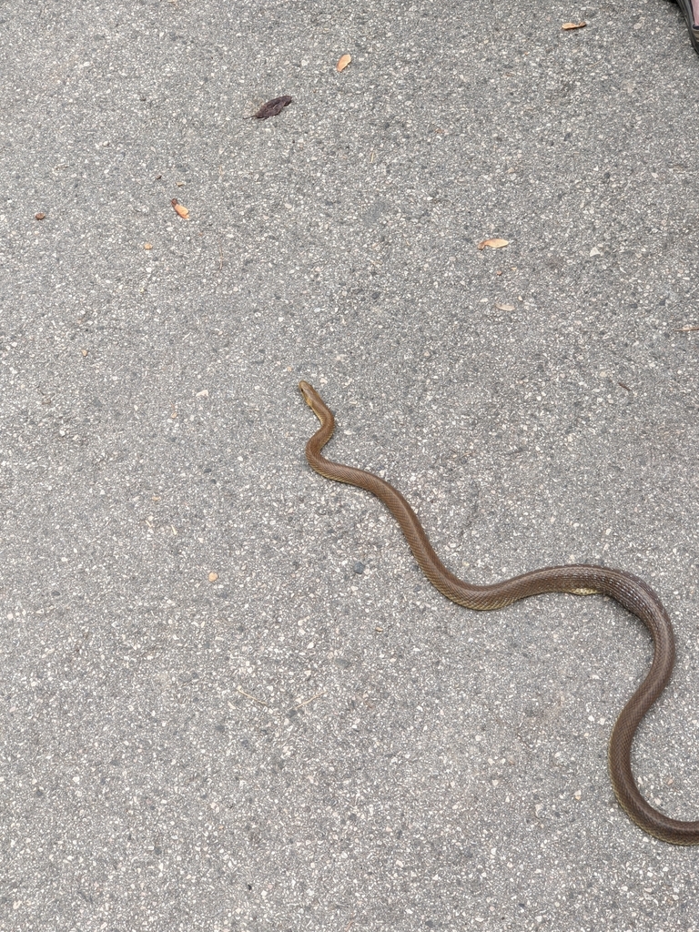 Aesculapian Snake from Budapest, Tabán, Hungary on September 18, 2021 ...