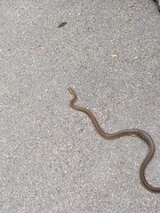 Zamenis longissimus