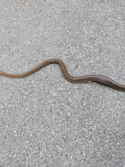 Zamenis longissimus