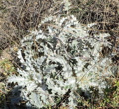 Berkheya francisci