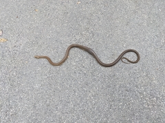 Zamenis longissimus