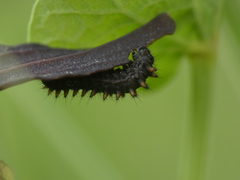 Zerynthia polyxena