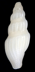 Guraleus tasmanicus