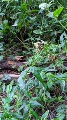 Ichnanthus pallens