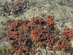 Salix tschuktschorum