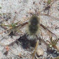 Australoechus hirtus