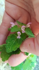Lamium purpureum