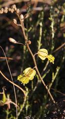 Bulbine filifolia