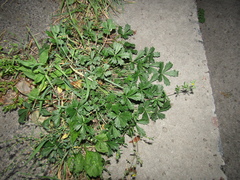 Potentilla inclinata