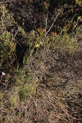 Bulbine filifolia