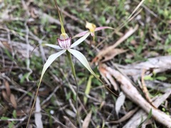 Caladenia colorata