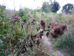 Arctium × ambiguum